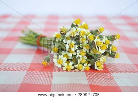 Close Up Fresh Coatbuttons Flower On Tablecloth