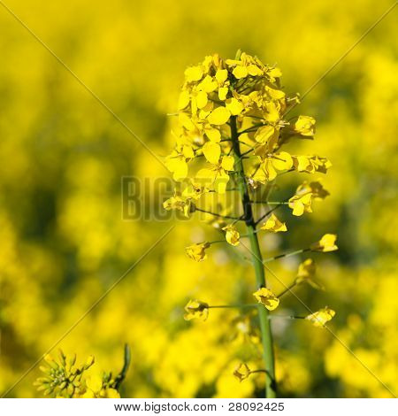 Colza (ราปาผัก)