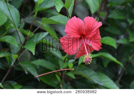 Close Up Of A Flower Of Red Hibiscus Or Wild Rose On A Bush On A Blurred Green Background
