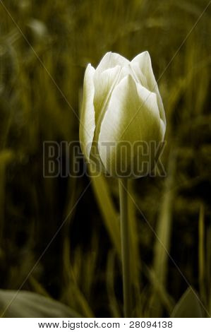 Blume