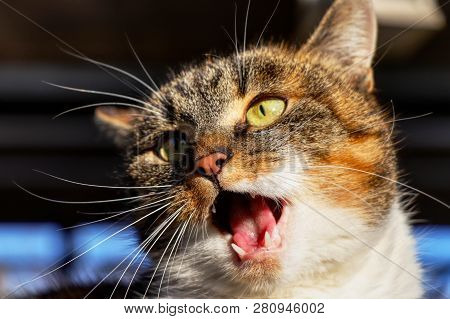 A Colorful Cat Face In Action. She Is Doing Mew And Miaow. A Cat Head With Open Mouth Trying To Say 
