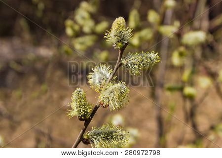 Branch Of Willow With Full Bloom Male Catkins Close-up On A Blurred Background Of Shrub