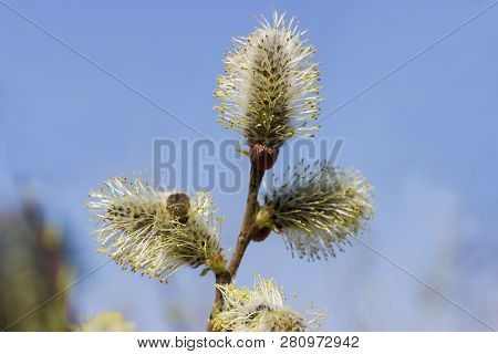 Full Bloom Male Catkins Of Willow On The Branch Close-up On A Background Of Sky