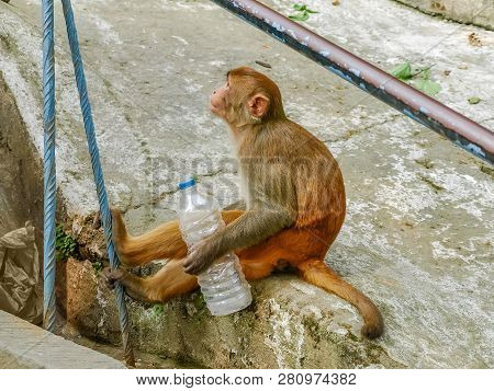 Rhesus Macaque Monkey Holding A Plastic Water Bottle Nearby Of The Monkey Temple Known As Swayambhun