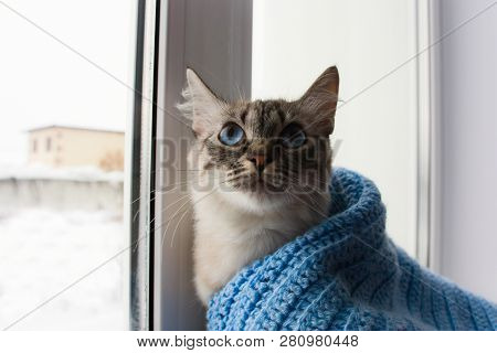 Cute Flaffy Cat With Blue Eyes Covered In Knitted Blue Scarf And Sitting On A Window Sill