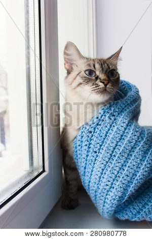 Cute Flaffy Cat With Blue Eyes Covered In Knitted Blue Scarf And Sitting On A Window Sill