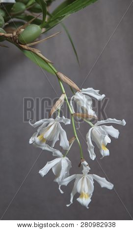 Flowers Of Coelogyne Cristata Orchid, Close Up Shot