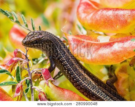Sundevalls Writhing Skink, Lygosoma Sundevalli, On The Red Ftowers, Cape Town, South Africa