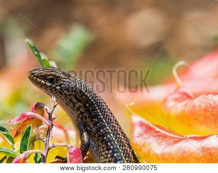 Sundevalls Writhing Skink, Lygosoma Sundevalli, On The Red Ftowers, Cape Town, South Africa