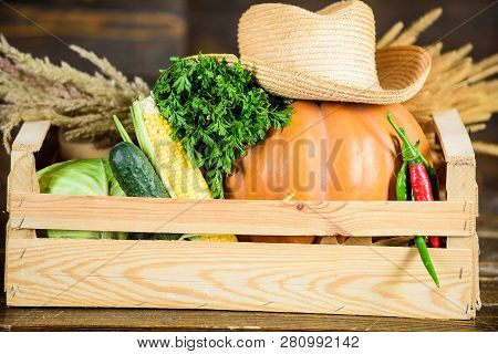 Box Or Basket Harvest Vegetables Wooden Background. Excellent Quality Vegetables. Just From Garden. 