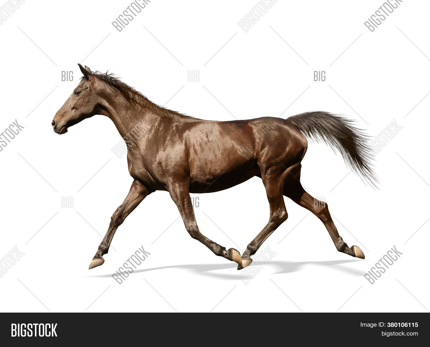 Dark Bay Horse Running Image & Photo (Free Trial) Bigstock