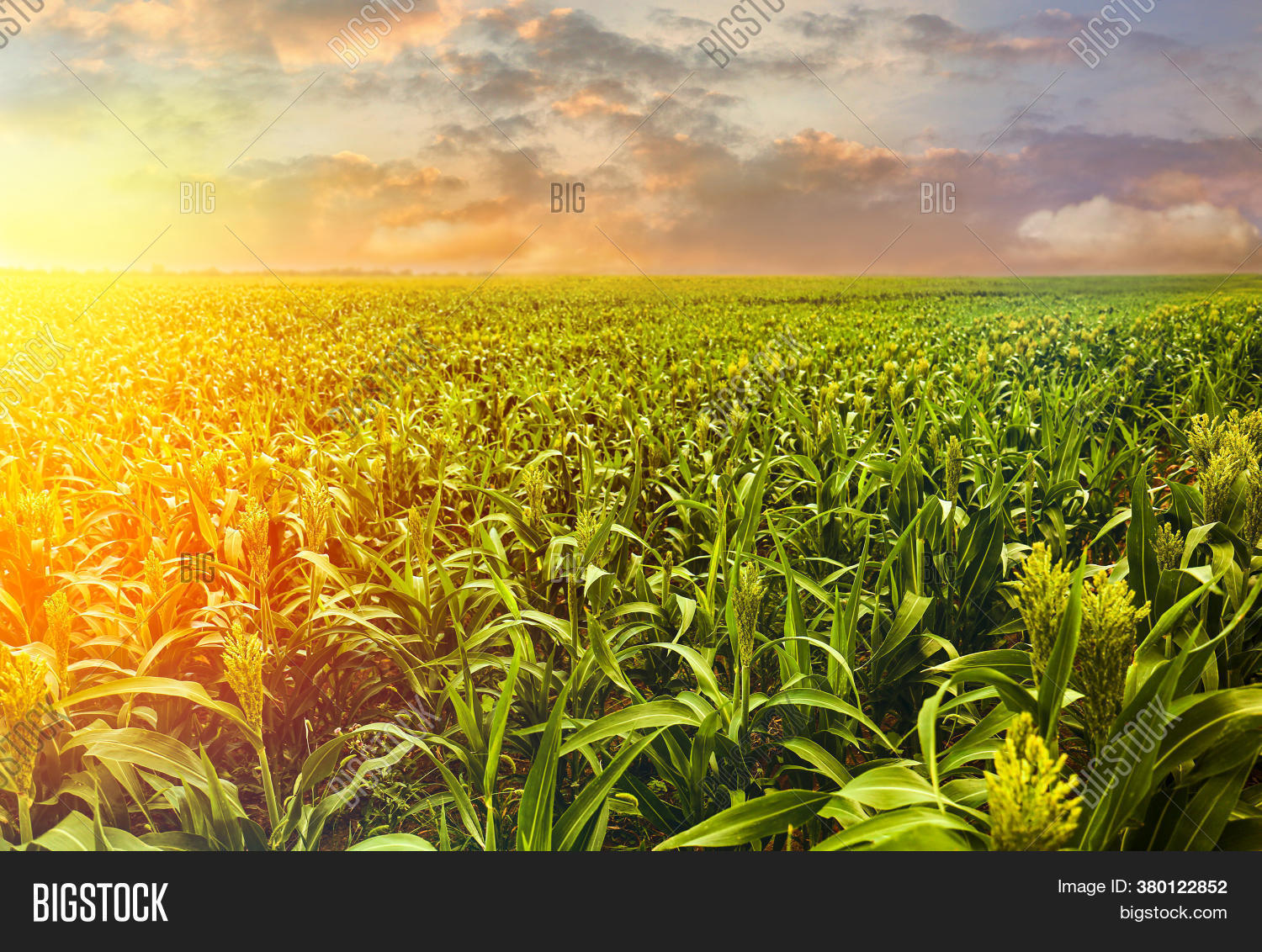 Sunlit Corn Field Image & Photo (Free Trial) Bigstock