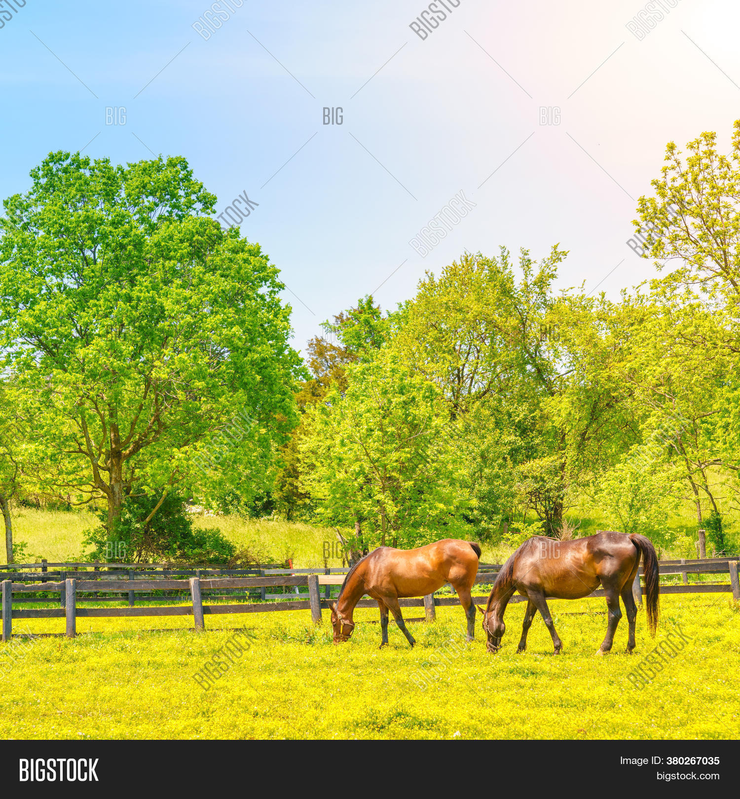 Horses Grazing On Image & Photo (Free Trial) Bigstock