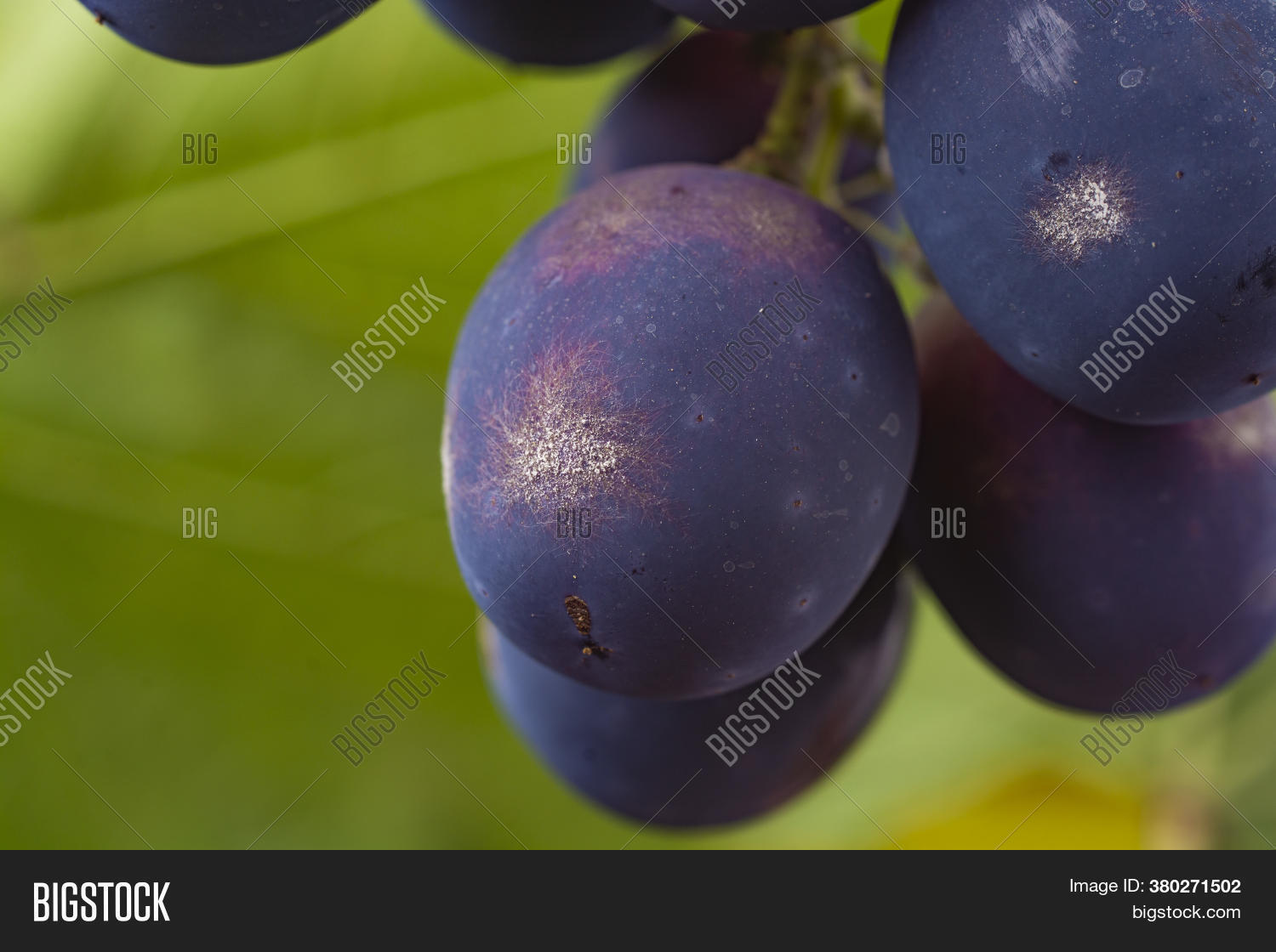 Bunch Grapes Affected Image & Photo (Free Trial) Bigstock