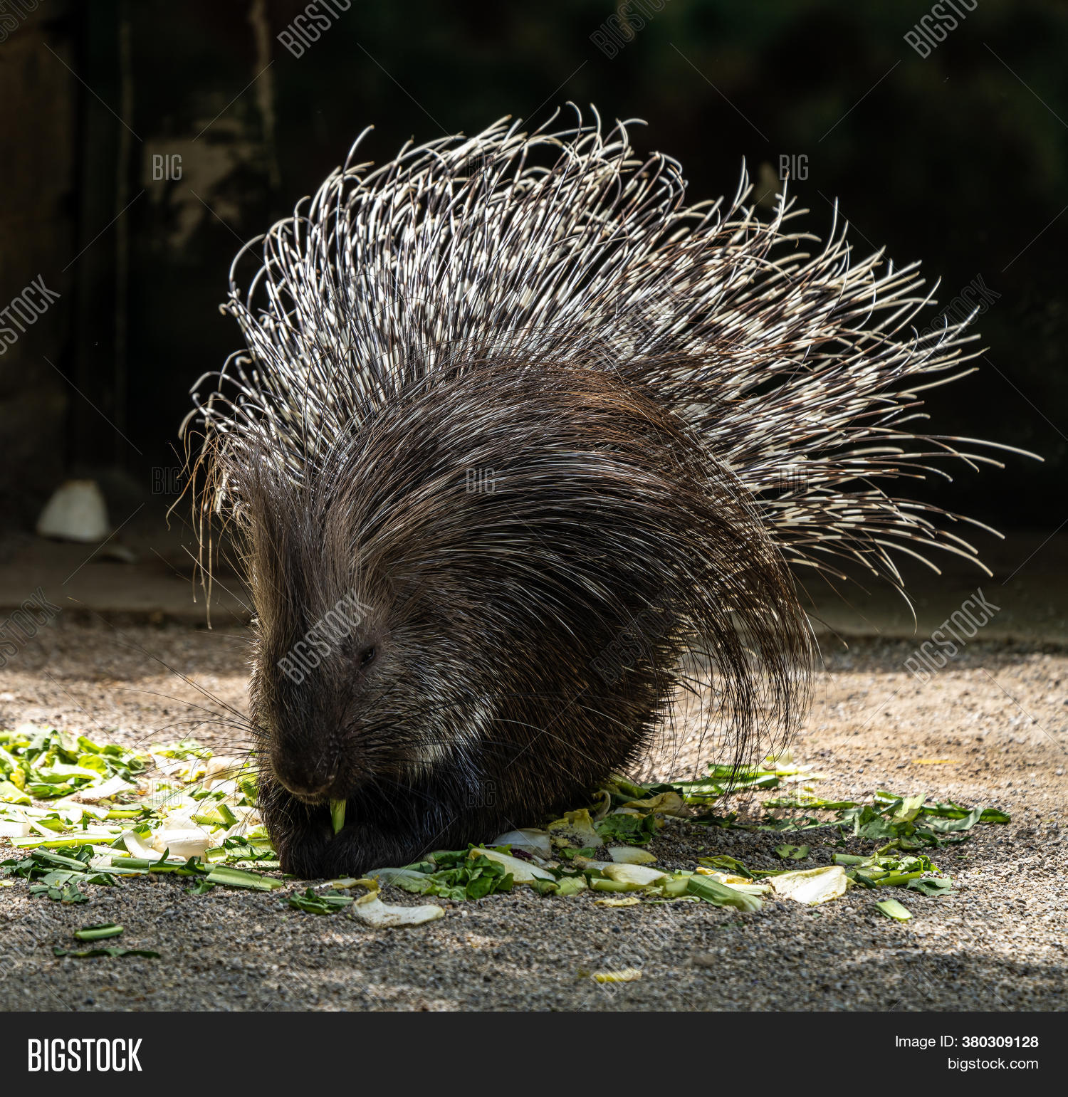 Indian Crested Image & Photo (Free Trial) | Bigstock