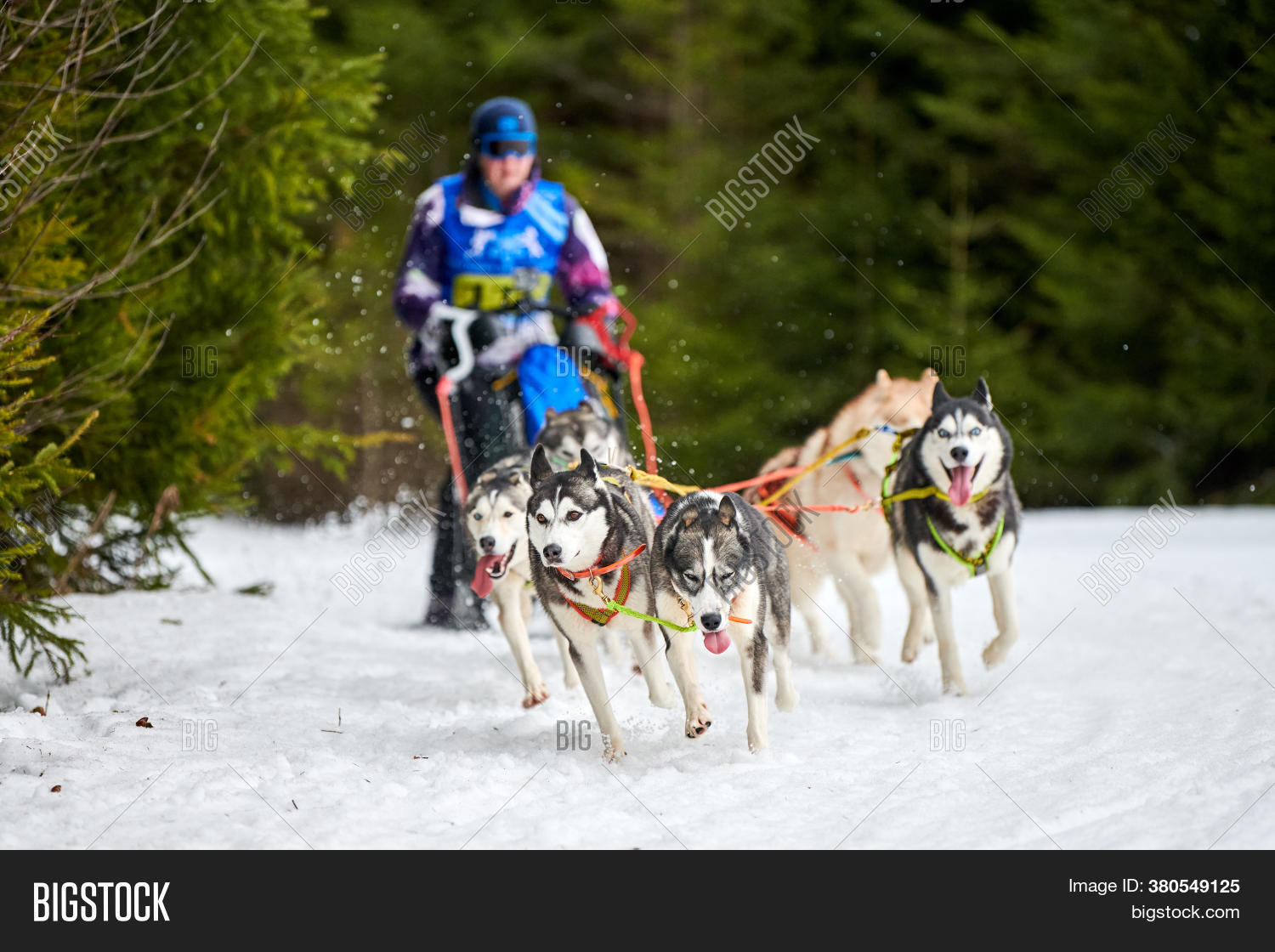 Husky Sled Dog Racing Image & Photo (Free Trial) Bigstock