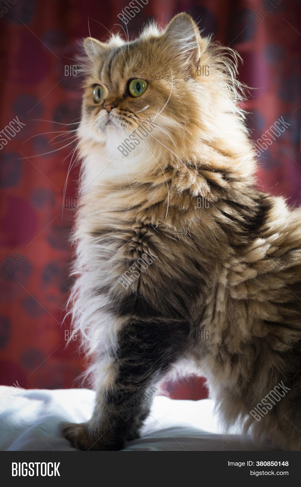 Portrait Chinchilla Image Photo Free Trial Bigstock