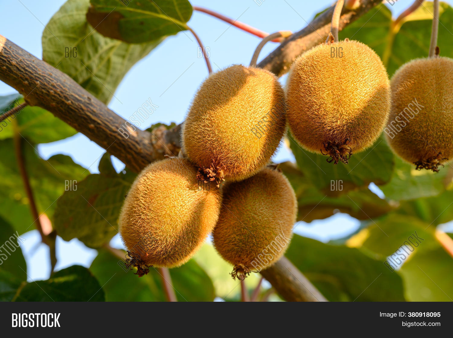 New Harvest Golden Image & Photo (Free Trial) Bigstock