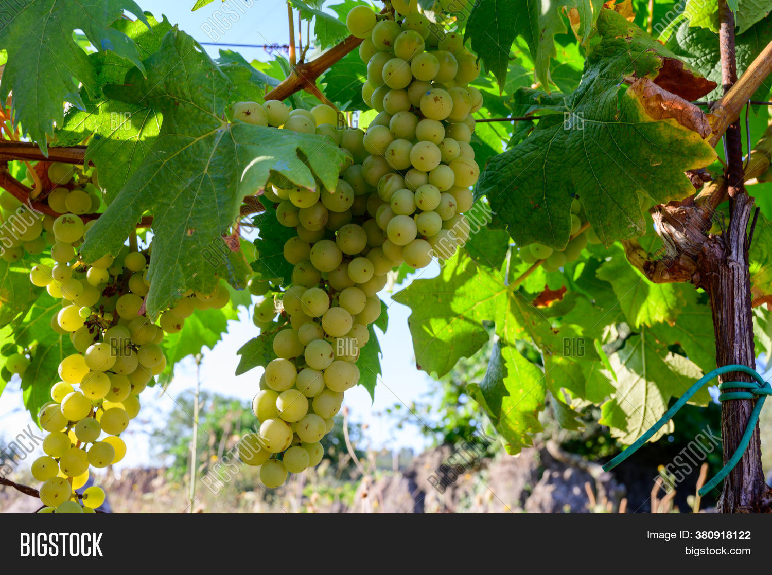 Ripe White Grapes Image & Photo (Free Trial) Bigstock