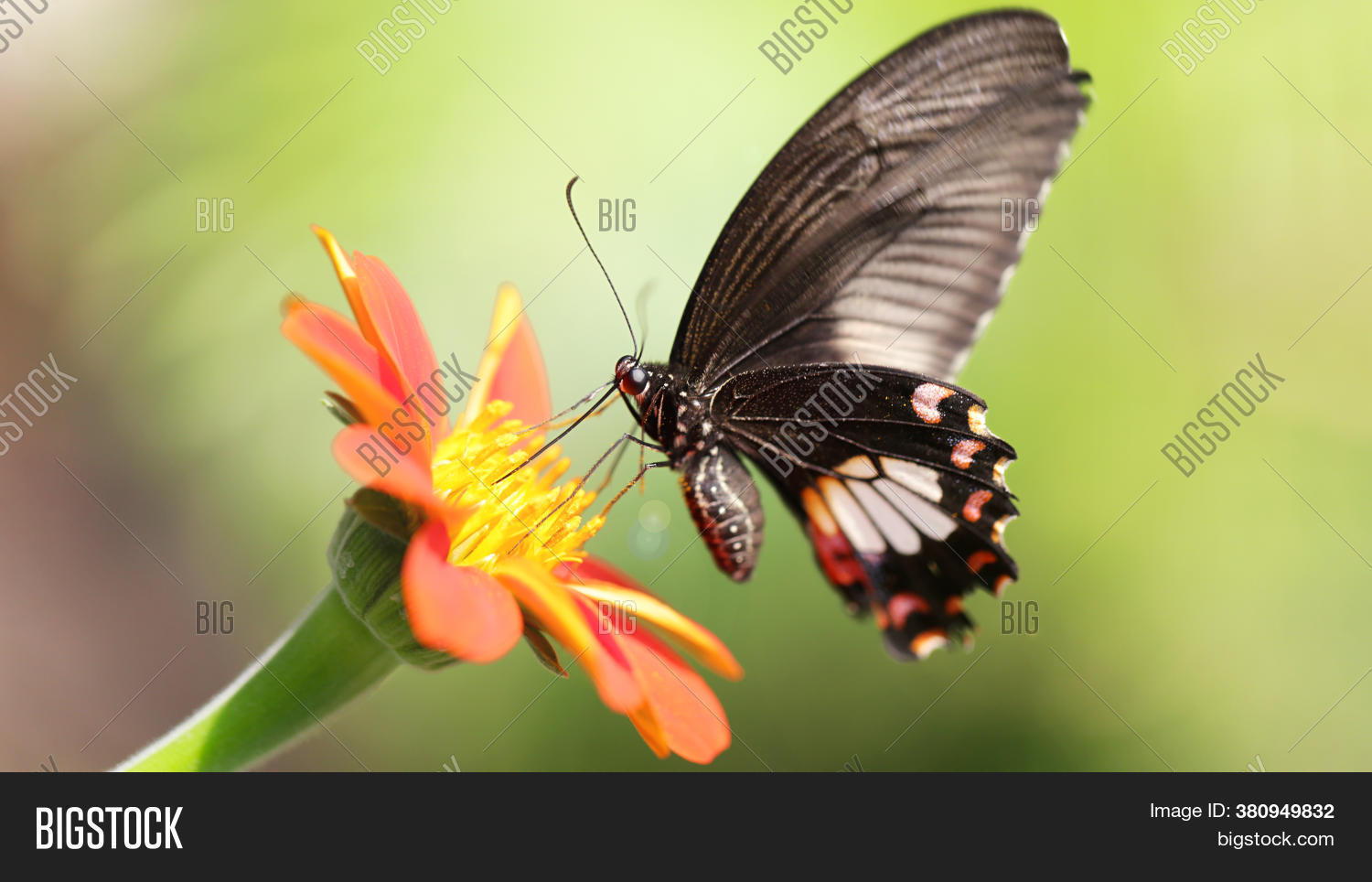 Black Butterfly Flying Image & Photo (Free Trial) Bigstock