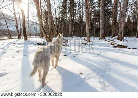 Russian Hunting In The Winter Forest. A White Hunting Dog Stands In The Snow In A Remote Beautiful W
