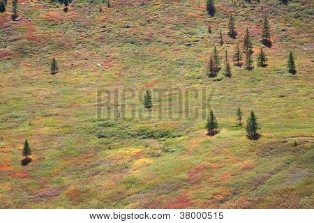 Alpine Tundra