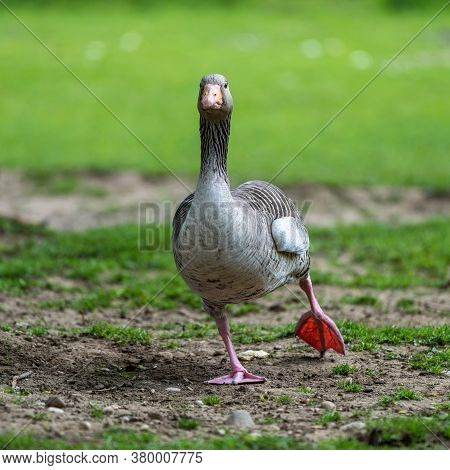 The Greylag Goose, Anser Anser Is A Species Of Large Goose In The Waterfowl Family Anatidae And The 