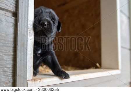 Week Old Newborn Terrier Puppies Browsing Around The Doghouse