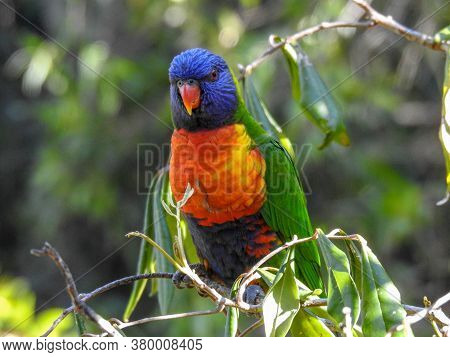 A Colorful Rainbow Lorikeet In Brisbane, Australia