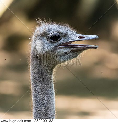 The Common Ostrich, Struthio Camelus, Or Simply Ostrich, Is A Species Of Large Flightless Bird Nativ
