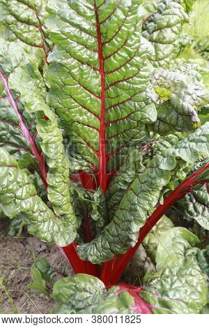 Beautiful And Fresh Rainbow Swiss Chard Growing In Farm. Close Up Shot To Stem.