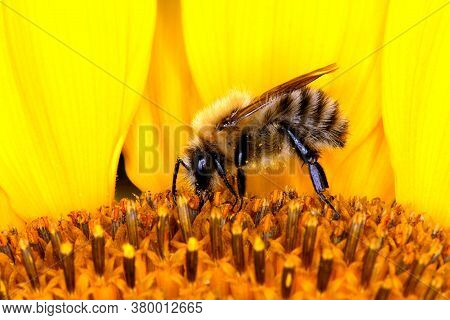 Brown-banded Carder Bee (bombus Humilis) On A Sunflower Seed Head.