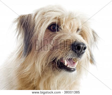 Pyrenese herdershond