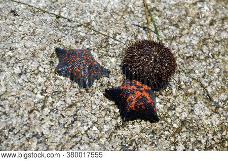 Two Black And Red Sea Stars Patiria Pectinifera Next To Sea Urchin Strongylocentrotus Intermedius Fr