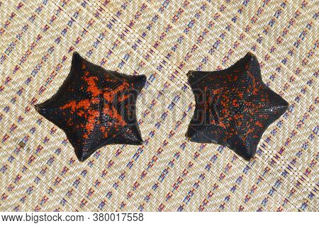 Two Black And Red Sea Stars Patiria Pectinifera From Japanese Sea, Russia