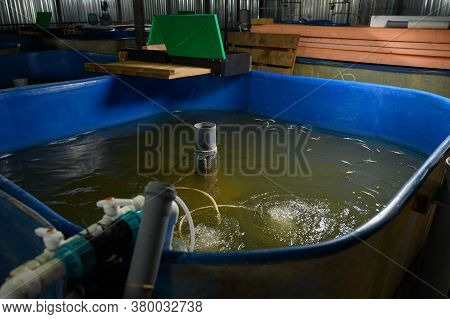 Fish Farm For Breeding Sturgeon.pool For Breeding Sturgeon Fish.