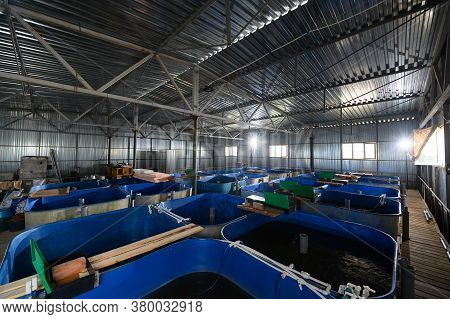 Fish Farm For Breeding Sturgeon.pool For Breeding Sturgeon Fish.