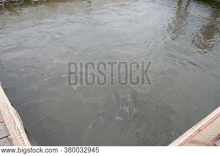 Group Of Sturgeon Fish In The Farm.fish Farm For Breeding Sturgeon.