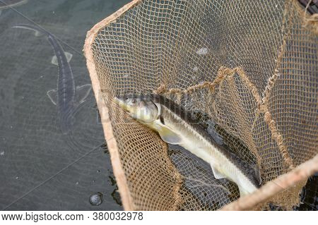 Group Of Sturgeon Fish In The Farm.fish Farm For Breeding Sturgeon.