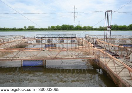 Fish Farm For Breeding Sturgeon. Outdoors Farm For Industrial Breeding Sturgeon Fish