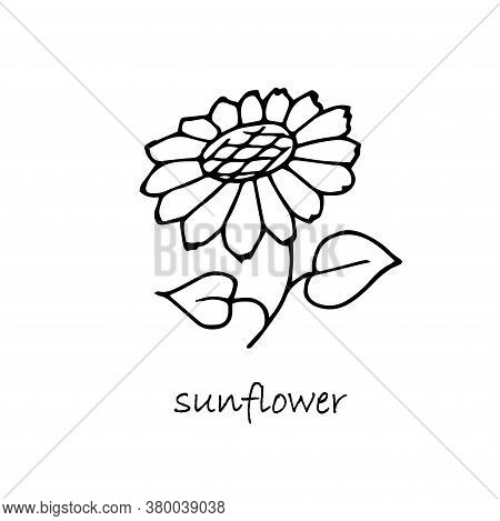 Sunflower Plant Sketch. Hand Drawn Ink Art Design Object Isolated Stock Vector Illustration For Web,