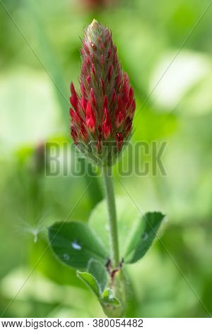 Close Up Image Of Crimson Clover (trifolium Incarnatum), Flowers Of Meadows