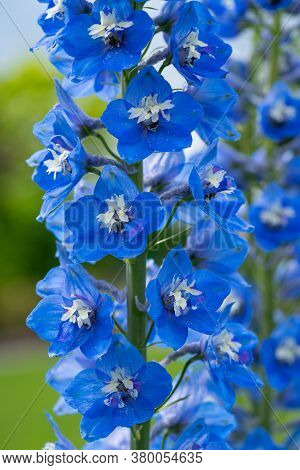 Candle Larkspur (delphinium Elatum), Close Up Of The Flower Head