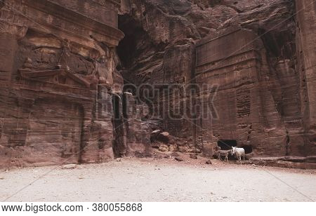 Two Lovely Bedouin Donkes, Resting On The Red Stone Cliff Around Tombs In Petra, Jordan.