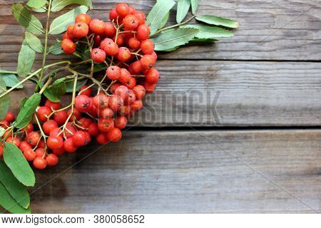 Red Rowan Berries On A Branch On Wooden Table Background. Autumn Composition. Top View, Copy Space. 