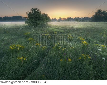 August 2020, Vlaardingen, The Netherlands Dawn Over A Grassy Meadow, Path Through Tall Grass