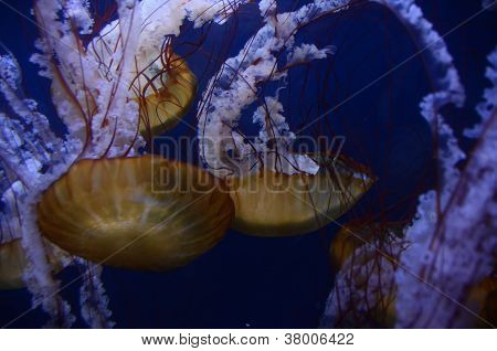 Tyynenmeren Sea nokkosia