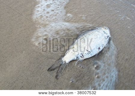 Døde fisk på stranden