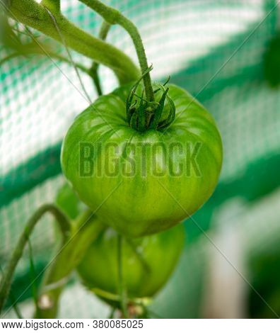 Green Oxheart Variety Tomatoes On The Vine In Greenhouse