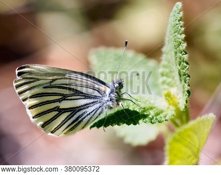 Margined White (pieris Marginalis) Butterfly Drinking Nectar From A Flower. San Mateo County, Califo